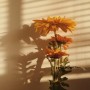 flower_in_sunshine.jpg